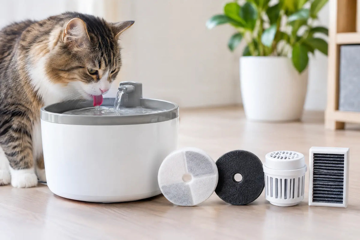 Fountain Filter Comparison for Healthier Cat Hydration