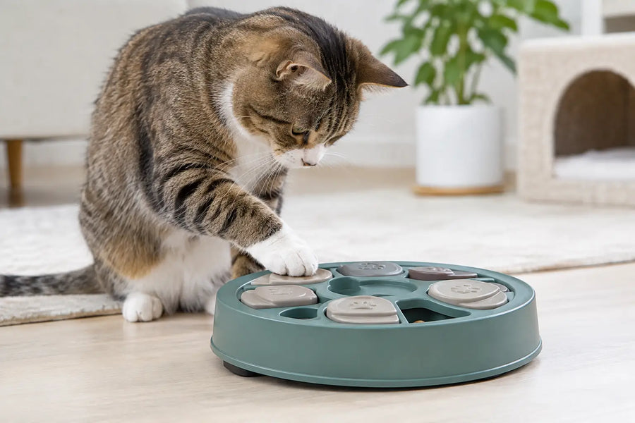 How to Introduce Puzzle Feeders to Your Cat